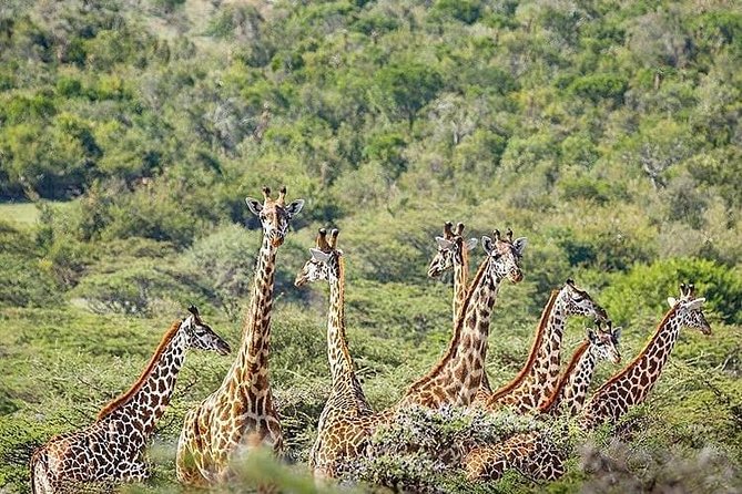 5 Days Tanzania Wilderness Camping Tour. - Traveler Restrictions