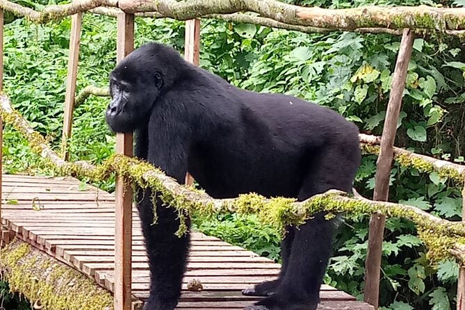 5 Days Uganda Primate And Gorilla Trekking Luxury Safari - Dining and Culinary Experience