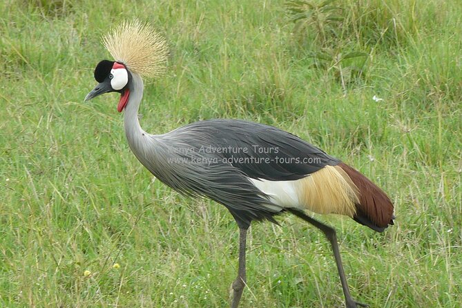 5 Hour Nairobi National Park Game Drive - Wildlife Spotting Tips