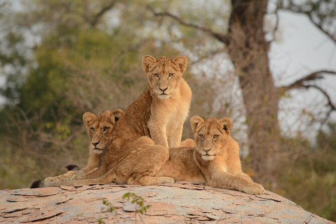 5 Hours Nairobi National Park Early Morning Private Tour - Cancellation Policy