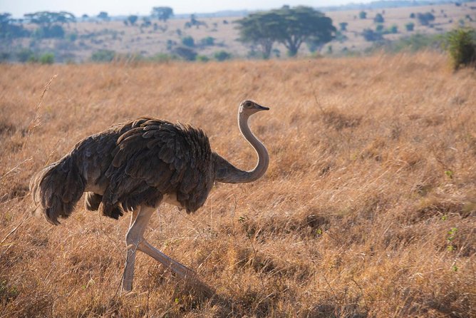 5 Hours Nairobi National Park Private Tour - Convenient Directions and Accessibility