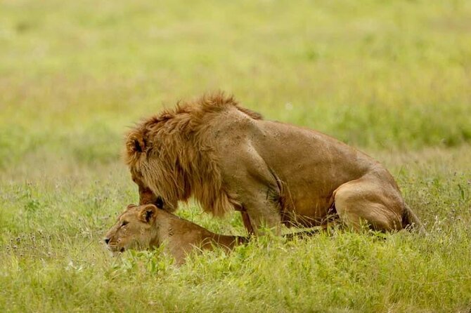 6-Day Big Five Magic Safari Tour - Frequently Asked Questions