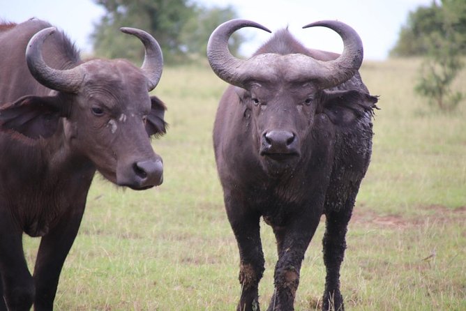6 Day Gorillas, Golden Monkeys and Chimp Trek at Kibale - The Sum Up