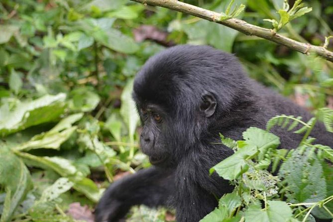 6-Day Primates Tracking & Wildlife Game Viewing - Itinerary Highlights