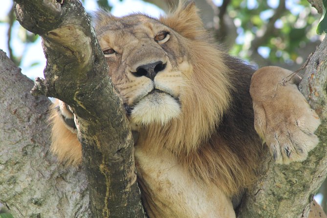 6-Day Queen Elizabeth and Mburo Luxury Safari - Frequently Asked Questions