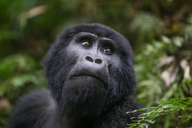 6-Day Uganda Gorilla Adventure (Fly-in)