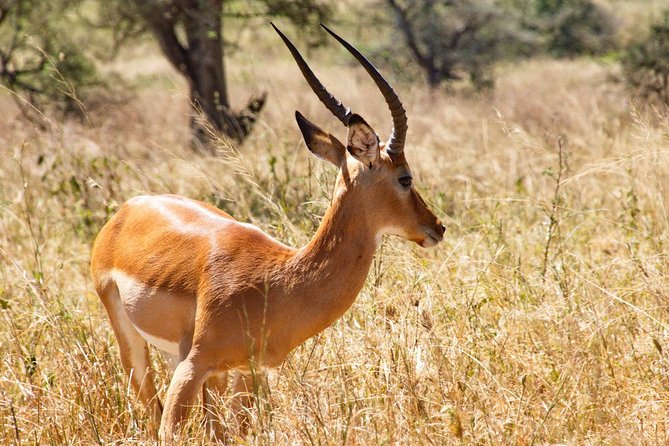 6 Days / 5 Nights Join Group Safari - Booking and Pricing Information