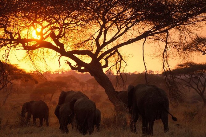 6 Days 5 Nights Lodge Safari Tarangire, Manyara, Serengeti & Ngorongoro Crater - Dining and Cuisine