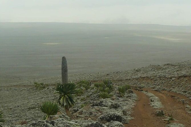 6 Days Bale Mountains Trekking - Frequently Asked Questions