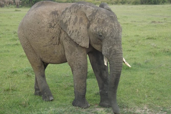 6 Days Masai Mara-Lake Nakuru & Amboseli Budget Safari - Sightseeing Highlights and Wildlife Encounters