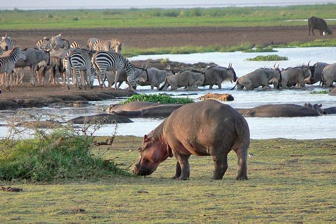 6 Days Safari to Lake Manyara, Tarangire, Serengeti and Ngorongoro Crater - Safari Booking Information