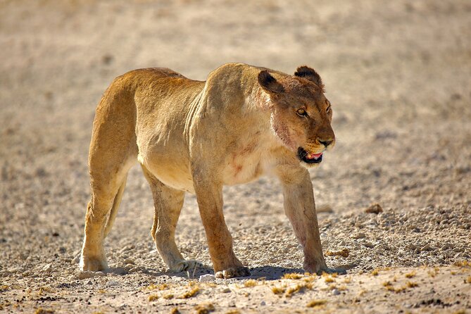 6 Days Sossusvlei, Swakopmund and Etosha National Park Lodging - Booking Information and Requirements