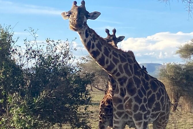 6 Days Tanzania National Parks Tour - Transportation Information