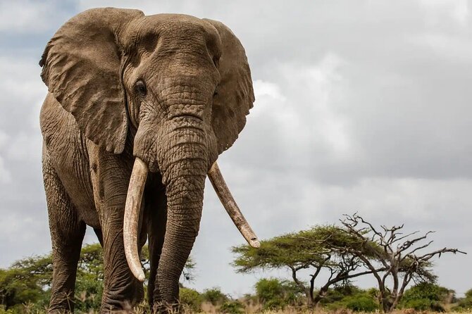 6 Days Tanzania Northern Circuit Safari - The Sum Up