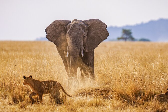 6 Days Tarangire, Lake Manyara, Serengeti & Ngorongoro Crater - Group Join Tour - Pricing and Reviews