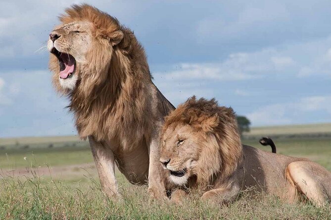 6 Hour Private Tour Nairobi National Park Or Evening Game Drive - Customer Reviews