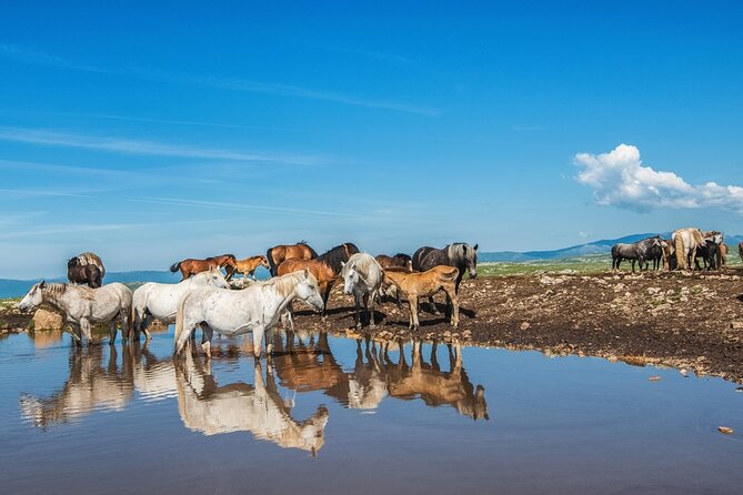 7-Day Wine Tour and Horseback Riding for Small Group in Bosnia - Price and Booking