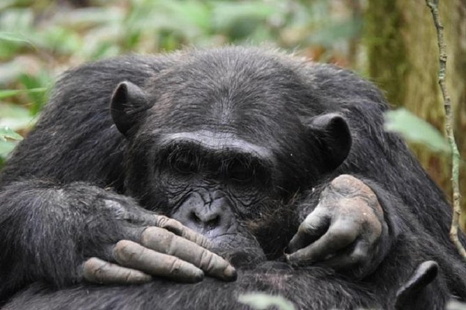 7 Days Exclusive Gorilla Experience in Uganda - Important Considerations