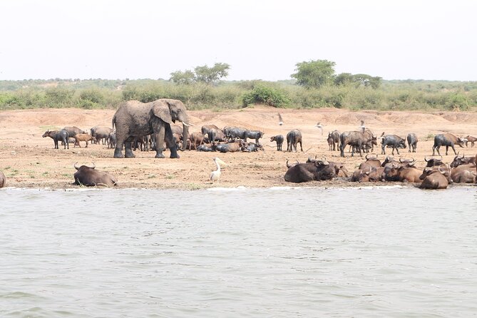 7 Days Flying Gorillas and Wildlife Safari Uganda Private Tour - Booking Information