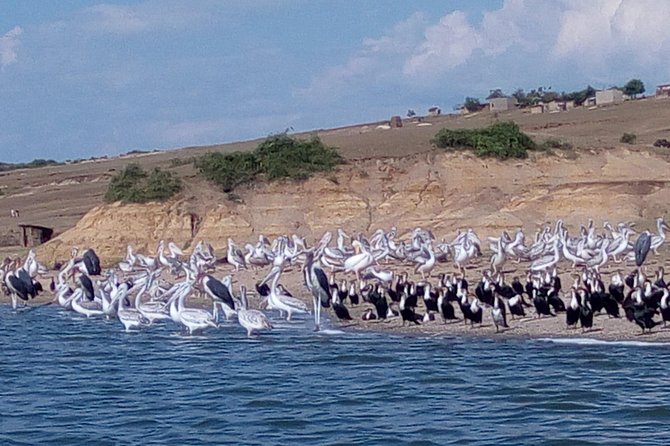 7 Days Fort Portal Culture Tour Western Uganda - Day 5: Wildlife Safari Experience