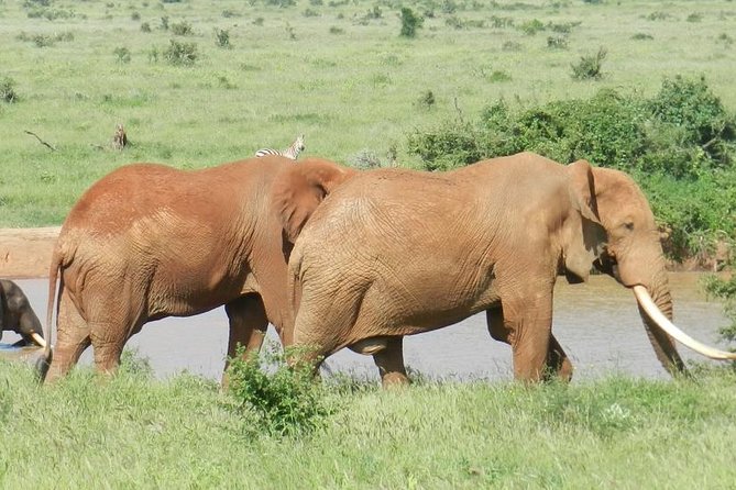 7 Days Kenya Tour Adventure - Pricing and Guarantee