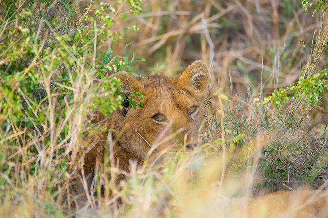 7 Days Lodge Safari. - Pickup, Logistics, and Additional Info