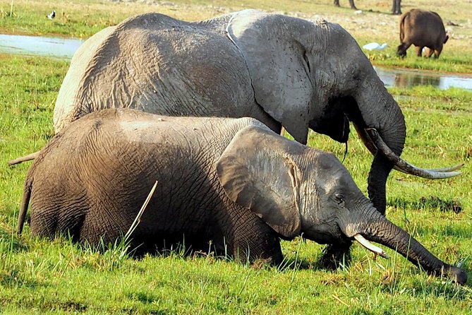 7 Days Masai Mara / Lake Nakuru / Lake Naivasha / Amboseli - Meals and Dining