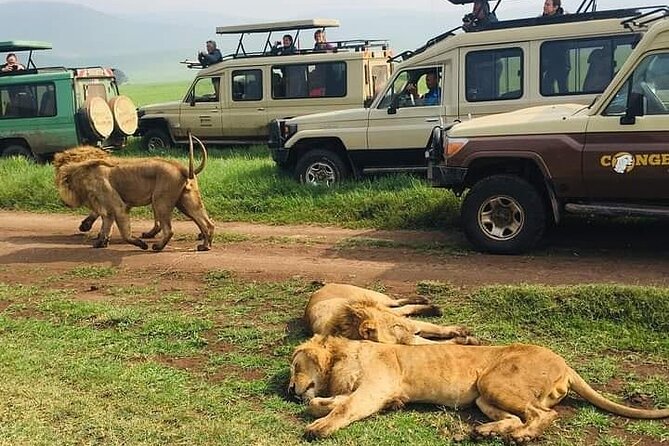 7 Days Private Safari in Tanzania - Travel Logistics