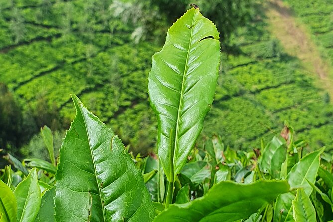 7 Days Private Tour of Rwanda - Transportation Logistics