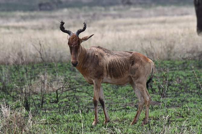 7 Days Rhino Ngorongoro Crater Safari Tour - Safari Highlights