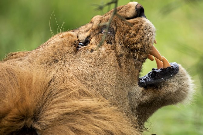 7 Days Tanzania Luxury Safari Experience & Coffee Walking Tour - Customer Reviews and Ratings