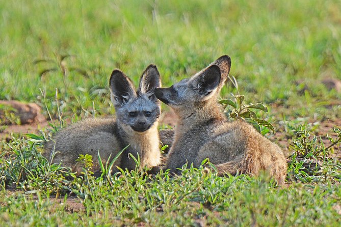 7 Days Tanzania Private Safari