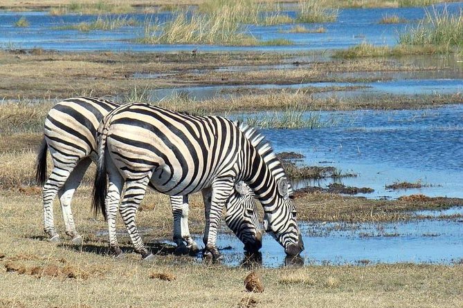 7 Days Tanzania Small Group Safari - Health and Safety Considerations