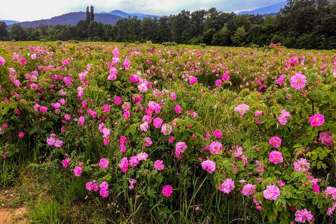 7-Night Bulgaria Tour From Sofia - Inclusions and Exclusions