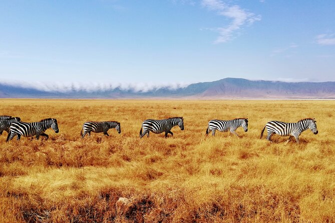 8-Day Private Guided Tanzania Safari With Pick up - Booking Information