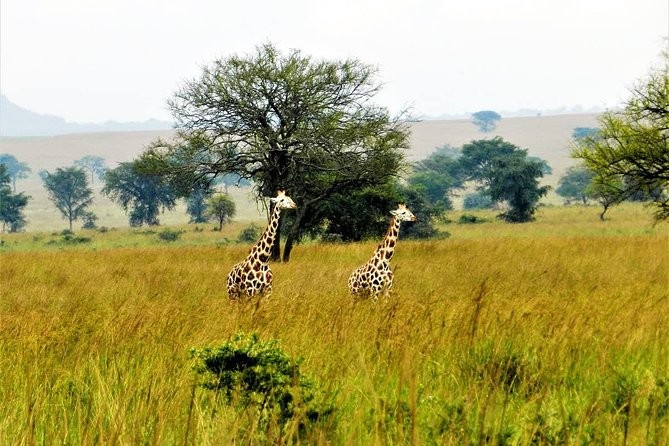 8 Days Game Adventure Safari Kidepo Valley National Park And Sipi Falls - Day 6: Journey to Sipi Falls