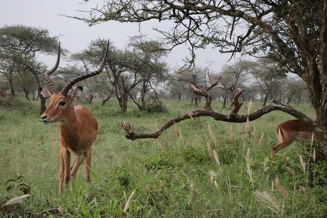 8 Days Tarangire, Serengeti, Ngorongoro & Manyara Mid-range Camping Safari Tour - Dining Experience
