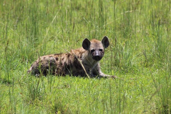 8 Days Uganda Primates Safari - Cultural Experiences