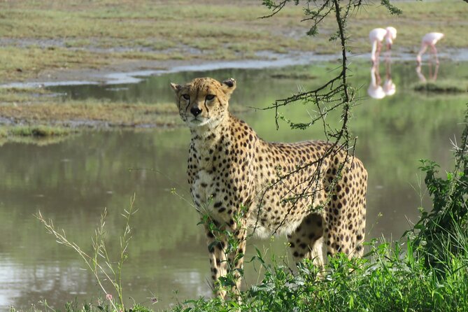 9 Days Safari To See Great Migration Crossing - Dining and Culinary Delights