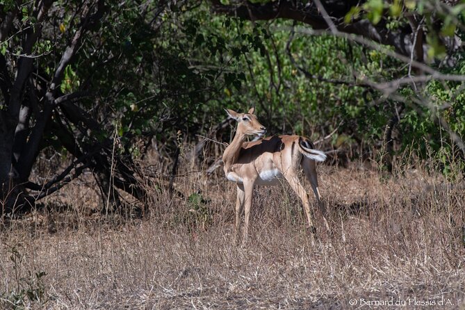 A Chobe Full Day Tour - Botwana - Additional Services