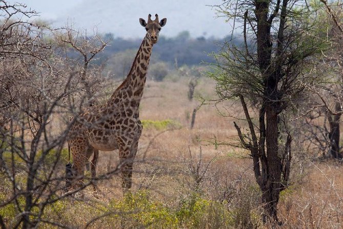 A Day Trip to Saadani National Park From Dar Es Salaam / Zanzibar - Arrival Back in Zanzibar City