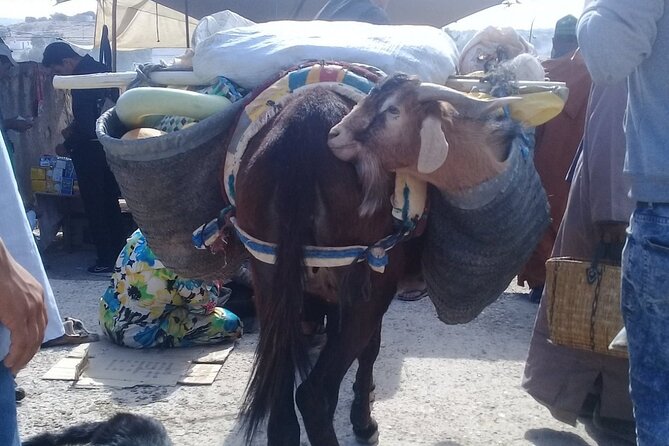 A Drive Outside Essaouira and a Visit to the Argan Trees - Directions and Tour Itinerary