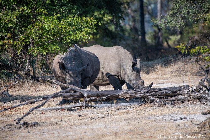 A Game Drive Plus White Rhino Short Walk - Reviews and Pricing