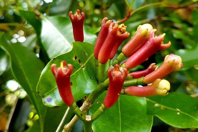A Half Day Private Tour To Spice Farm - Frequently Asked Questions
