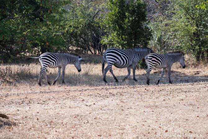 A Private White Rhino Game Drive Plus Short Walk - Reviews