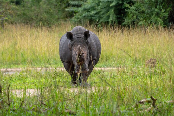 A Thrilling 1-Day Rhino Tracking Tour in Uganda - Additional Information