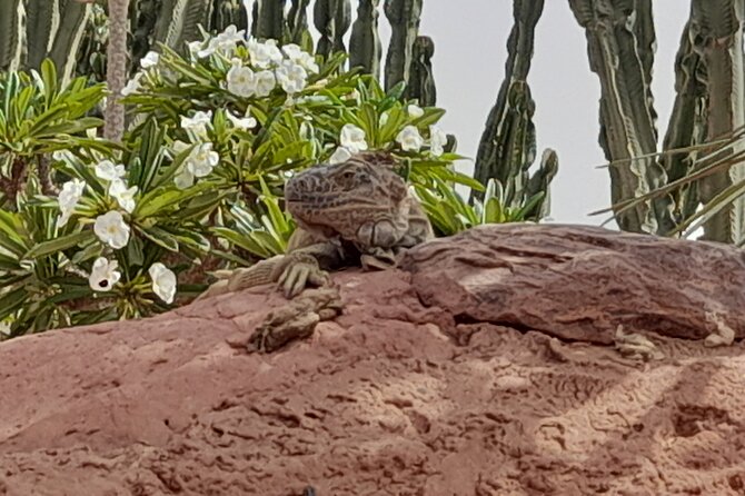 Agadir Crocoparc Tour With Local Guide - Tour Schedule