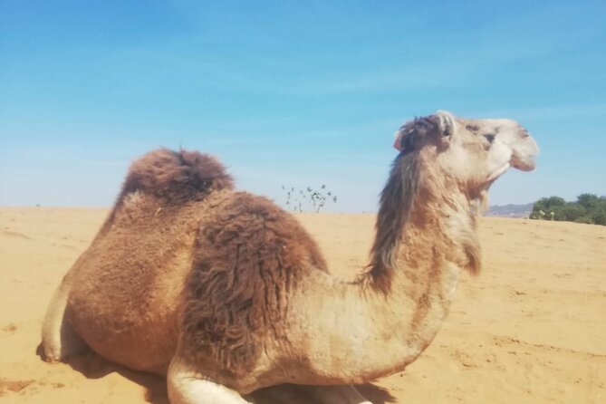 Agadir Sunset on Camel Ride With Barbecue - Frequently Asked Questions
