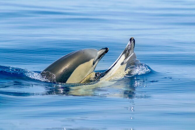 Albufeira 2 Hour 30 Minute Private Dolphin and Benagil Caves Tour - Additional Guidelines