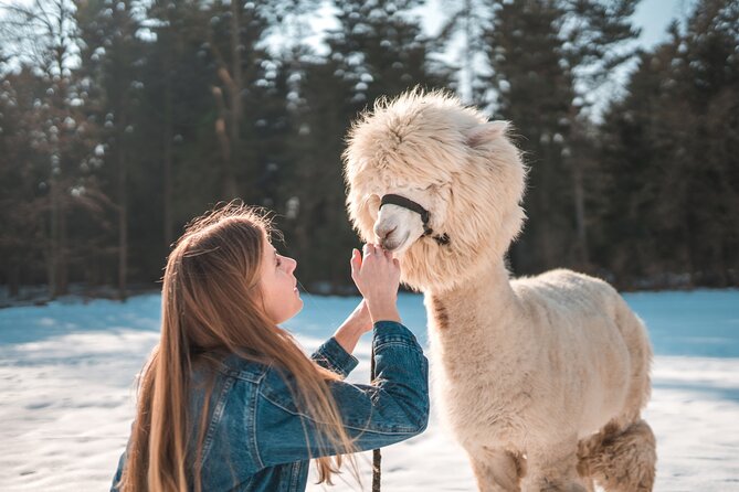 Alpaca World & Nami Island & Garden of Morning Calm One Day Tour - Guide Information
